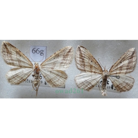 Orthonama vittata (Borkhausen, 1794) pair Paśnik drewniak Czech66g